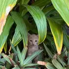 قط بلدي للتبني