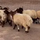 رخال نعيم فاخره