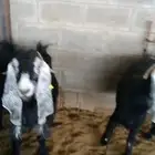عنم للبيع. القويعيه