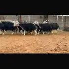 عرض بيع نجد مضاريع سونار