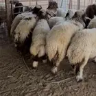 ذبايح نعيم وحري طيبه