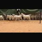 عرض معزاء