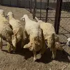 خرفان للبيع