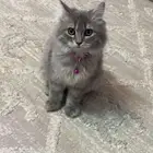 قطه