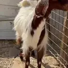 عنز مصريه ثنيه خصم دافع