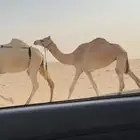مهجنه لقيه