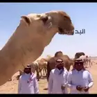 ابل فحل