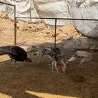 دجاج رومي