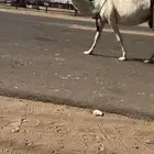 خلفه طيبه