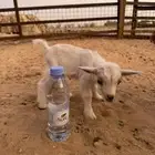 تيس قزمي