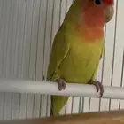 طير روز انثى غير اليف ب 130