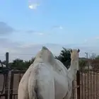 حايل سمين