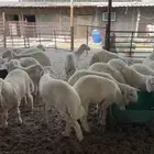 بهم خرفان حريات