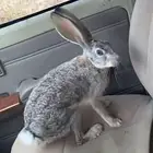 مطلوبب ارانب بريه