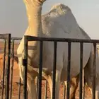بكره للبيع