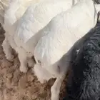 حري ونجدي فل الفل