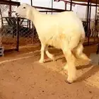 طلي مشروع فحل