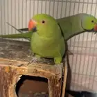 زوج طيور دره جامبو الصحه سليمه على الذمه
