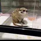 الميركات تيمون