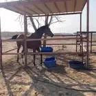 فرس عربيه شعبيه