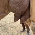 خلفه ساحلية مصغر كفو