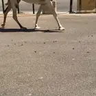 ضروبه