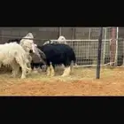 فحل مشروط النسف