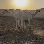 حشو