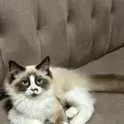 ذكر للتبني