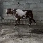 ثلوث المنظر
