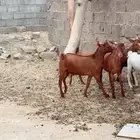 تيوس محايليه فل شحم