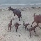 ماعز دهم مواليد متاومات