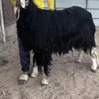 فحل نجدي مشروط