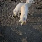 خرفان نظاف وسمان