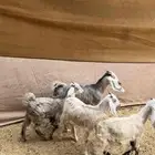 4 عنق