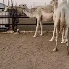 القحات وضح طيبة