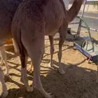 قعدان بلدي للبيع كفو الموقع نجران وفيه توصيل