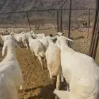 للبيع 15 طليان ورخال سمان ومقفله شحم