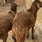 طليان سواكن تربيه