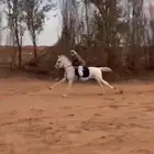 حصان واهو فرنسي جزيري