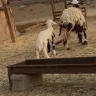 اعرض لكم رخل ثنيه تحتها طلي فاخره الرخل