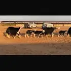 عرض نجد مواليد فاخره