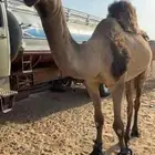 قعود جذع للبيع