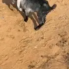 عنز تامه تحتها تيس وداغور تيس عمره شهر أو اقل