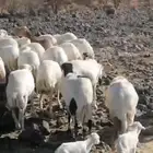 مراح ضان رفيديات العدد