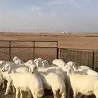 رخال
