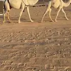 عشراء رمانية كفو