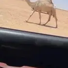 البل