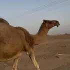 ناقه حمرا