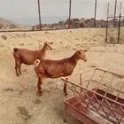 معزا كفو ماشاء الله